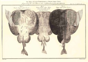 Alcune delle torpedini utilizzate da John Walsh nei suoi esperimenti a La Rochelle nell’estate del 1772. Alcune delle torpedini portate da Walsh a Londra, conservate in alcool, sono ancora visibili nello Science Museum di Londra. 