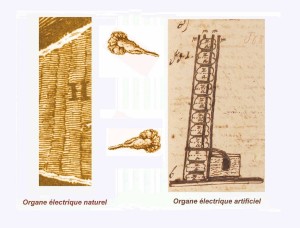 La somiglianza visiva dell’organo elettrico della torpedine con la pila di Volta. L’immagine a sinistra è tratta  da un articolo dell’anatomico inglese John Hunter (1728-1793) che nel 1773 ha pubblicato uno studio condotto proprio sulle torpedini utilizzate da Walsh nei suoi esperimenti a La Rochelle. L’immagine a sinistra è tratta dall’autografo del manoscritto in cui Alessandro Volta comunicava, il 20 Marzo 1800, la scoperta della pila.   